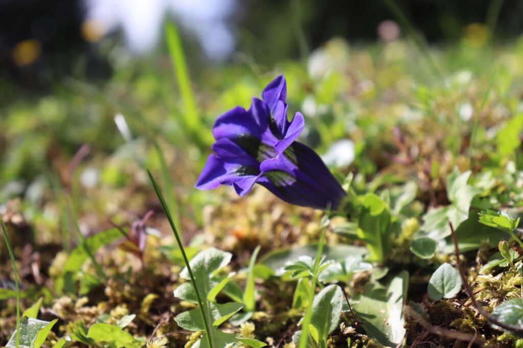 ゲンチアナヴァイオレット (gentian violet)